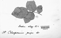 Phragmidium mucronatum image